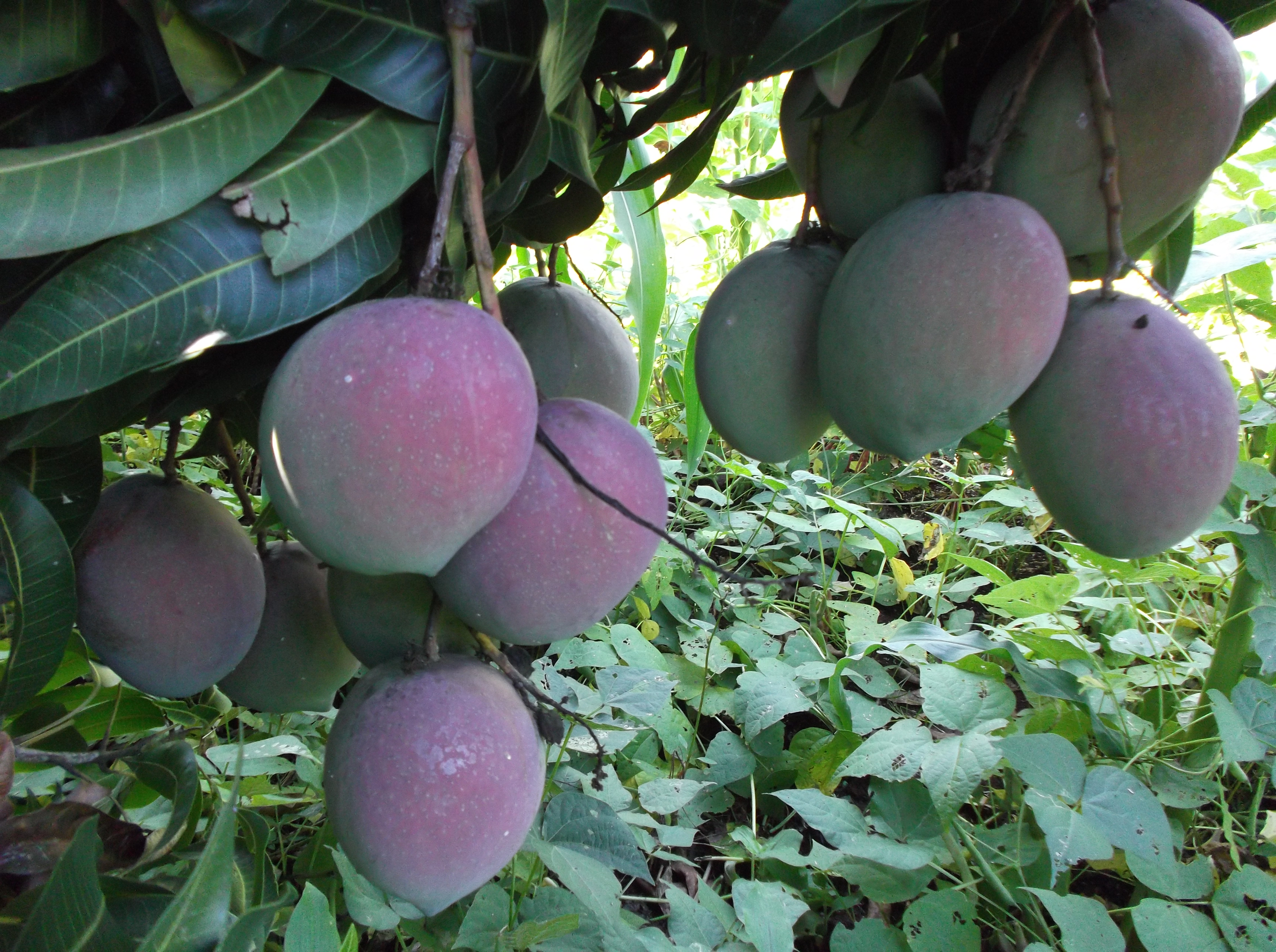 Batawi Mangoes