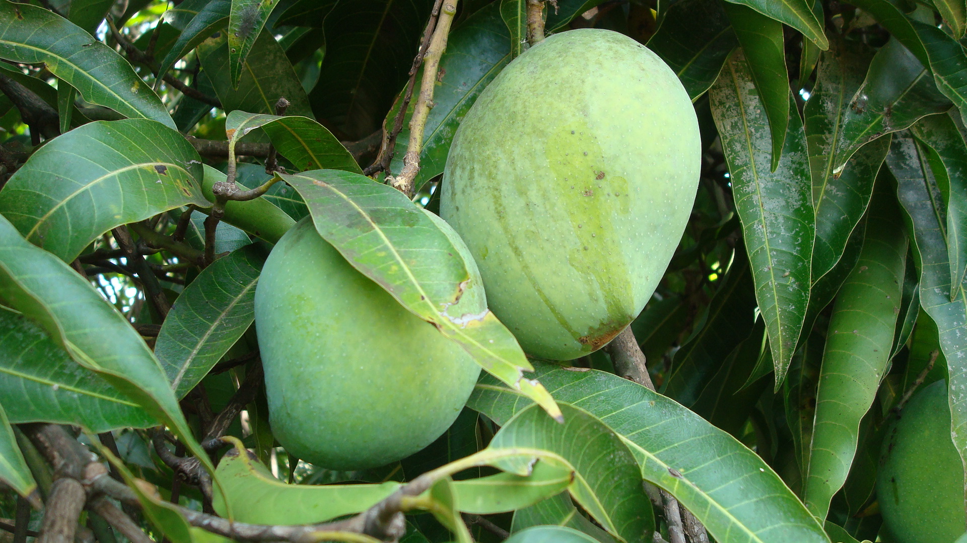 Dodo mango fruit